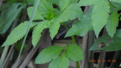 Pseudagrion pilidorsum