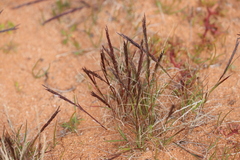 Tripogonella loliiformis