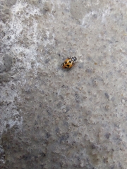 Hippodamia parenthesis