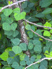 Amphicarpaea bracteata