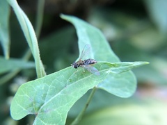 Toxomerus marginatus