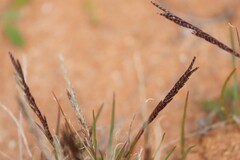 Tripogonella loliiformis