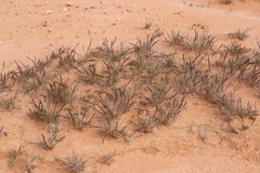 Tripogonella loliiformis