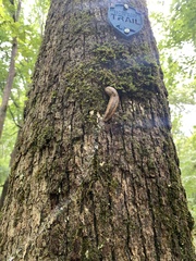 Philomycus carolinianus