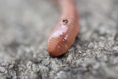 Oligochaeta