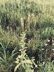 Verbascum thapsus