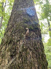 Philomycus carolinianus