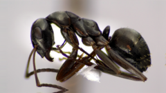 Formica subaenescens