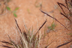 Tripogonella loliiformis
