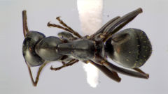 Formica subaenescens