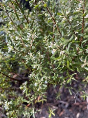 Styphelia mutica