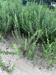 Heterotheca subaxillaris