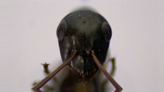 Formica subaenescens