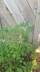 Thalictrum delavayi