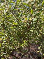 Styphelia mutica