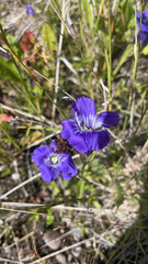 Gentianopsis thermalis