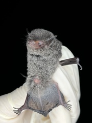 Myotis nigricans
