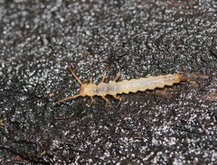 Tenebrionoidea