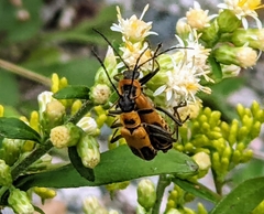 Chauliognathus pensylvanicus