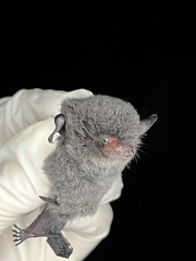 Myotis nigricans