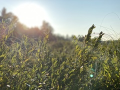 Chamaedaphne calyculata