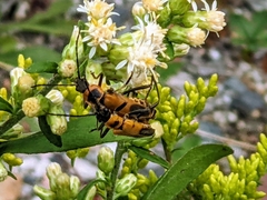 Chauliognathus pensylvanicus