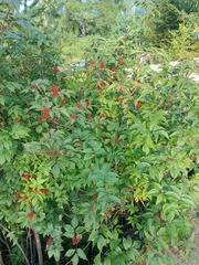 Sambucus sibirica