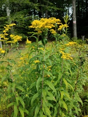 Solidago