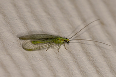 Chrysopa coloradensis