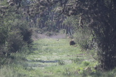 Geococcyx californianus