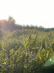 Chamaedaphne calyculata