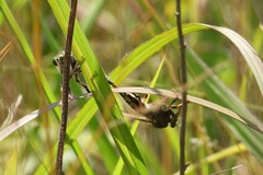 Promachus vertebratus