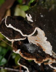 Datronia brunneoleuca