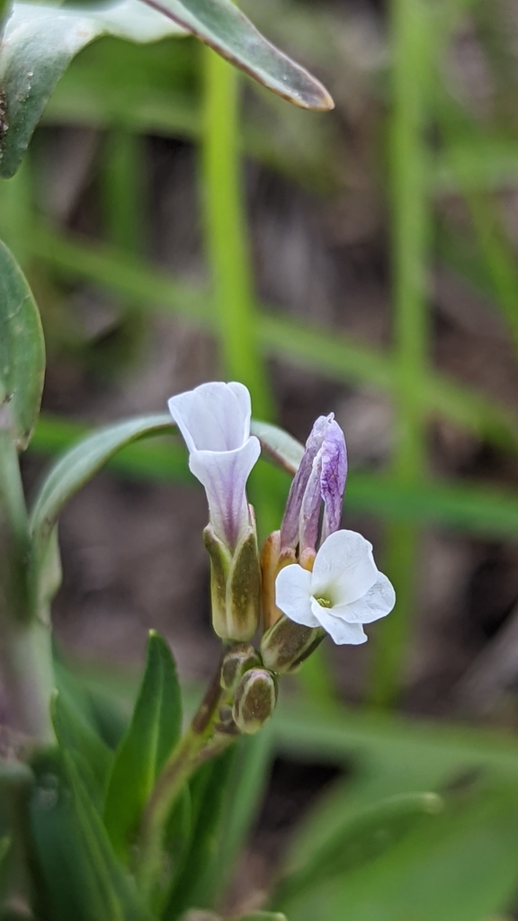 drummond's rockcress from Brian Head, UT 84719, USA on August 23, 2022 ...