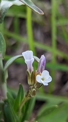 Boechera stricta