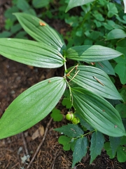 Maianthemum stellatum