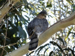 Accipiter cooperii