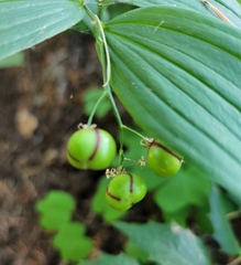 Maianthemum stellatum