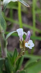 Boechera stricta