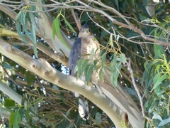 Accipiter cooperii
