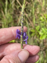 Stachytarpheta cayennensis
