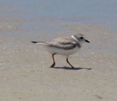 Charadrius melodus