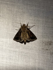 Chrysodeixis includens