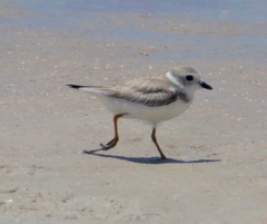 Charadrius melodus
