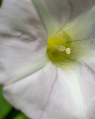Calystegia sepium