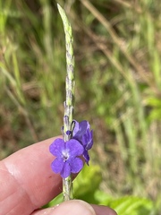 Stachytarpheta cayennensis