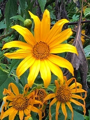 Tithonia