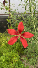 Hibiscus coccineus