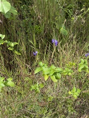 Stachytarpheta cayennensis