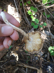 Leucoagaricus meleagris